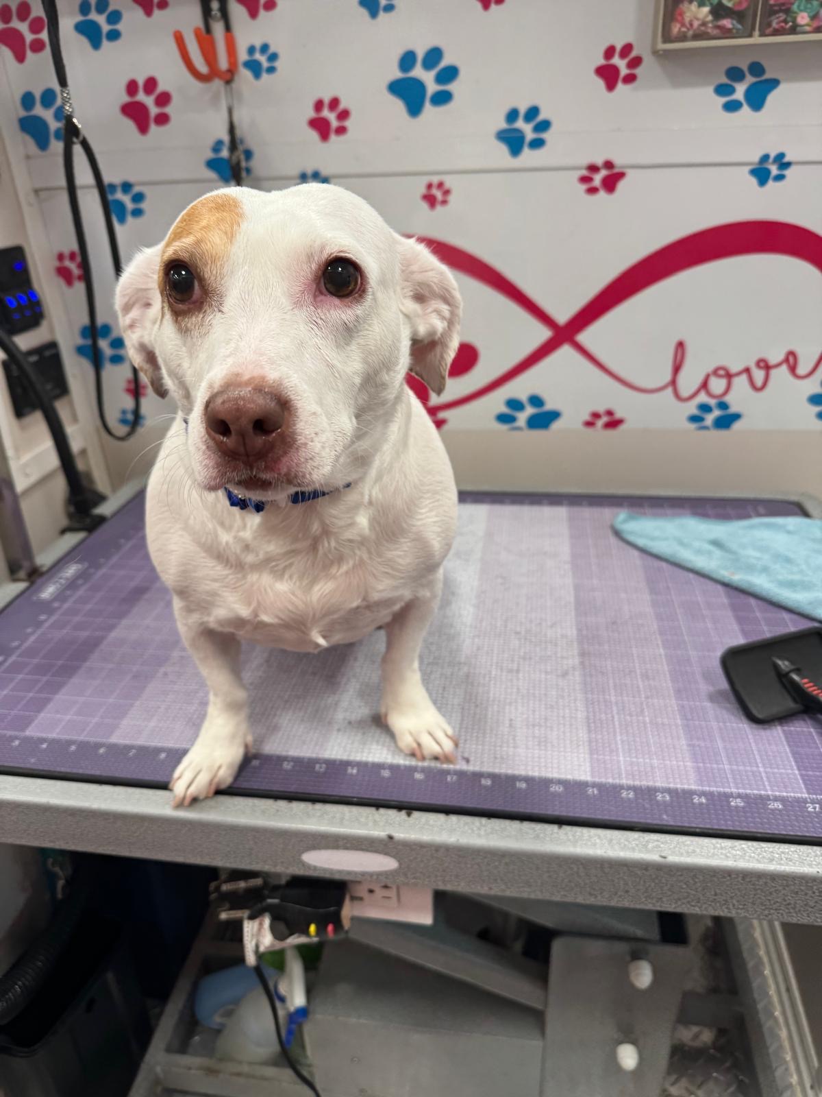 Happy jack russell mix on the grooming table