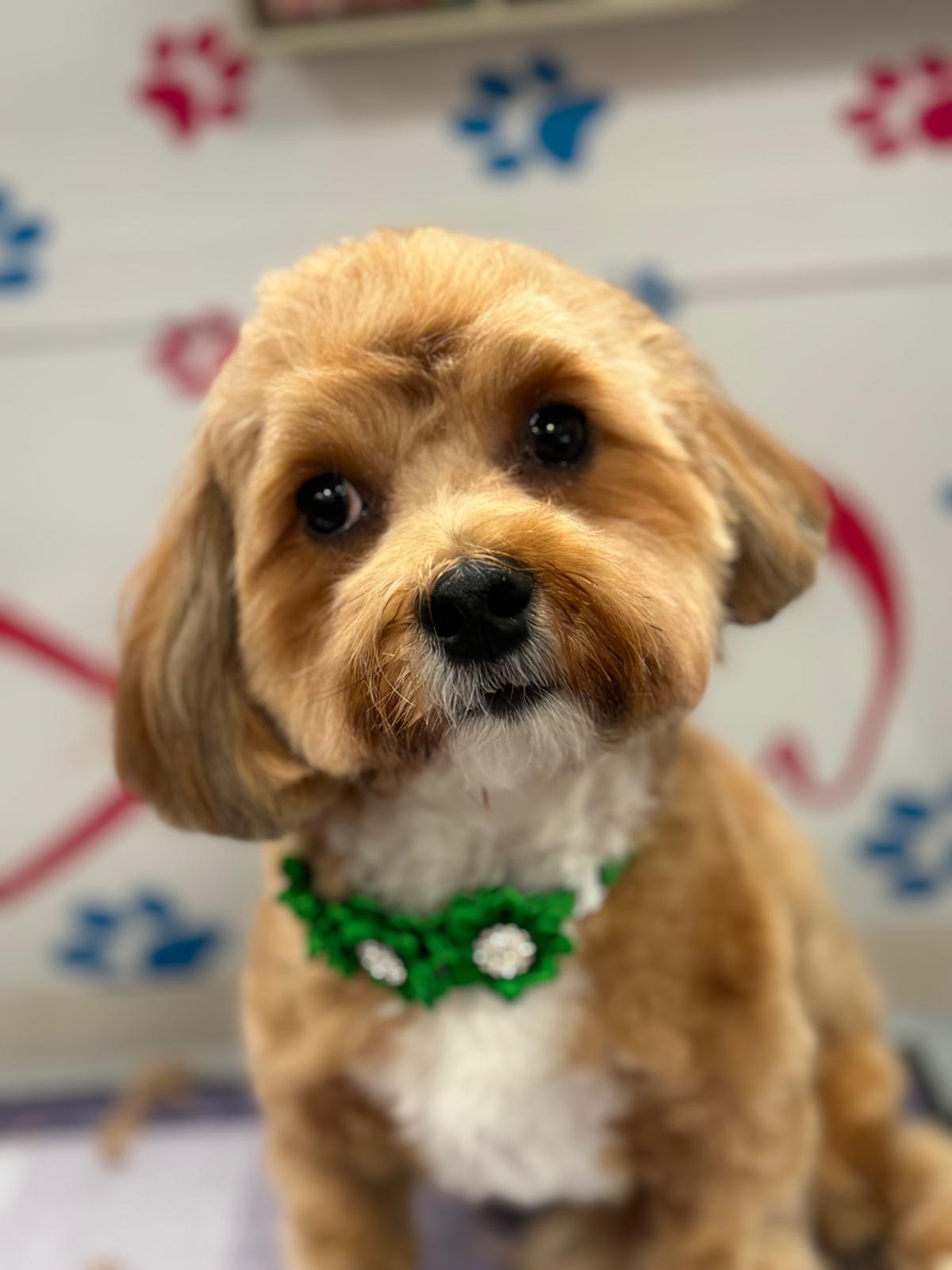 Freshly groomed fluffy dog wearing a bow tie